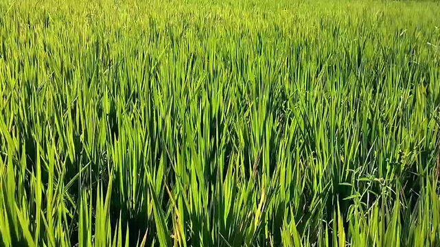 Wide view of a dense green rice field with rows of rice plants