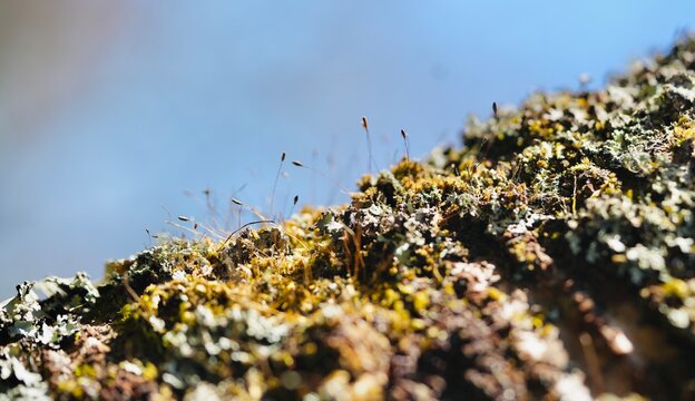 moss on the ground