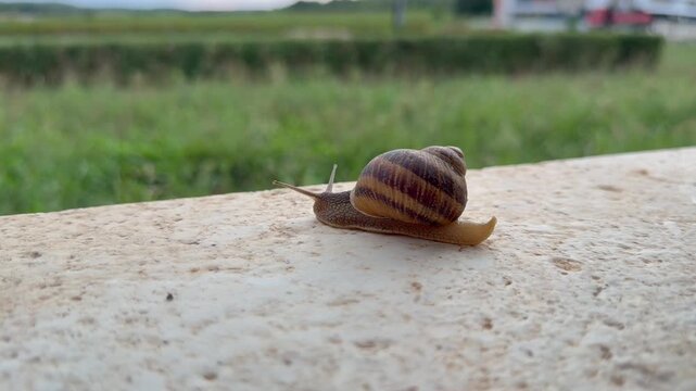 Snail crawling on terrace floor, close up video of slow garden mollusk outdoors, macro nature footage