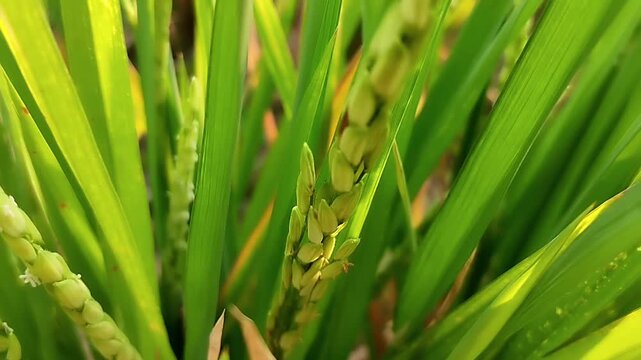 Rice panicle with green grains and long narrow leaves