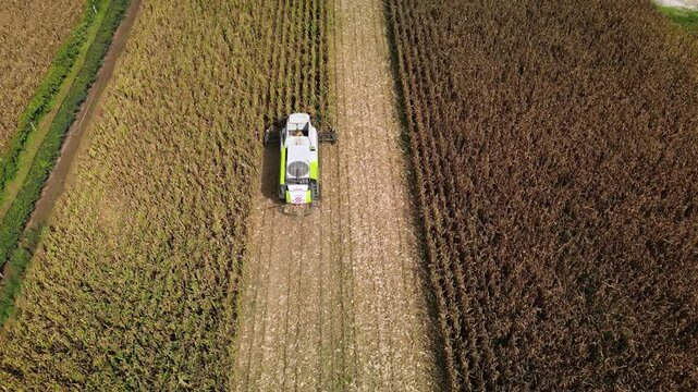 Treviso, Italy - 4 september 2026: Aerial view of threshing machine or combine harvester during corn harvest season in Italy countryside, concept of industrial agriculture
