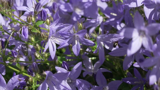 Flowers, bee, garden featuring purple bellflowers in a sunlit meadow providing a peaceful botanical nature background with pollinators flying among the spring blooms