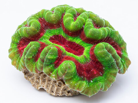 Fleshy fluorescent neon-green and crimson red Open Brain Coral Trachyphyllia geoffroyi with undulating velvety mantle folds, isolated and centered product on pure white background.