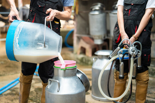 Close up of farmers pouring fresh milk into metal container after milking in cowshed. 