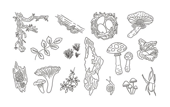 Woodland Forest Hand Drawn Doodle Set with Mushrooms, Tree Bark, Bird Nest, Leaves, Snail, Beetle, Moss and Nature Elements