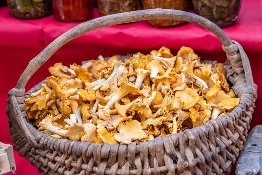 Wicker basket full of freshly picked chanterelle mushrooms, also known as girolles or golden chanterelles