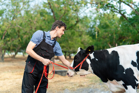 Caucasian male farmer leading black and white cow with rope across farmyard.