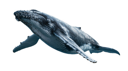 Large humpback whale swimming with long pectoral fins and textured skin © Alaric