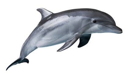 Common bottlenose dolphin swimming with smooth grey skin and dorsal fin © Alaric