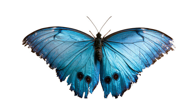 Vibrant blue Morpho butterfly with tattered wing edges and dark eyespots