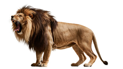 Majestic male lion with large dark mane roaring with mouth open © Alaric