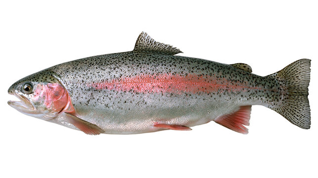 Rainbow trout fish with silver scales and pink lateral stripe