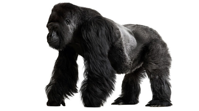 Large silverback gorilla standing in profile with thick black fur