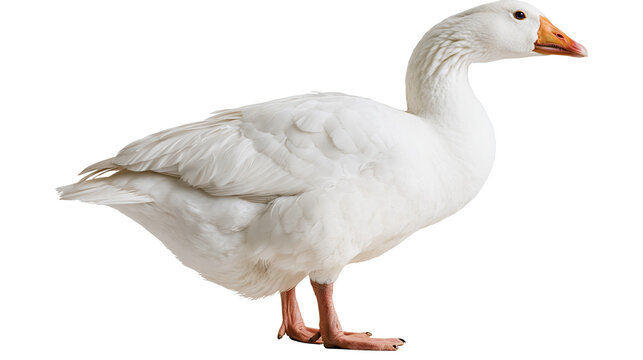 Full body side view of a white domestic goose with an orange beak and webbed feet