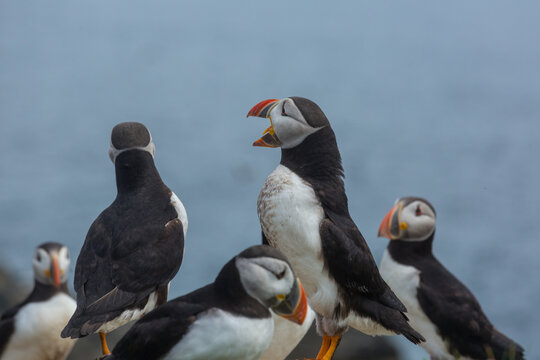 Puffin