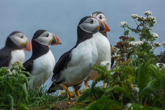 Puffin