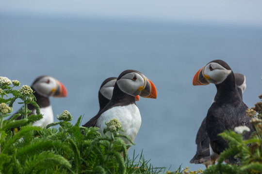 Puffin