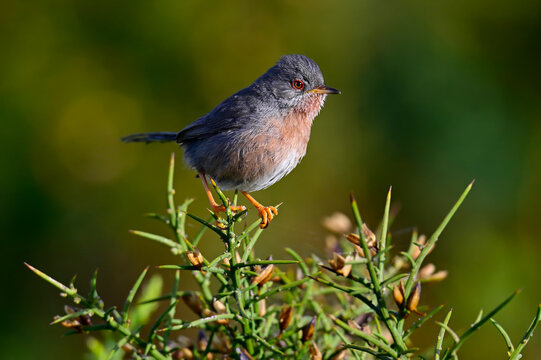 Dartford warbler // Curruca rabilarga // Provencegrasm&uuml;cke (Curruca undata / Sylvia undata) - Parque Nacional de Monfrag&uuml;e, Extremadura, Spain