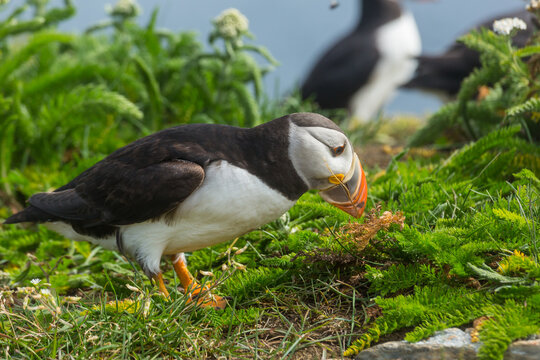Puffin