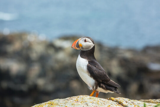 Puffin