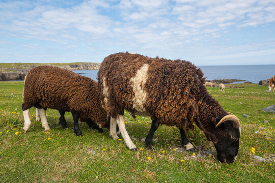 Sheep in Canada