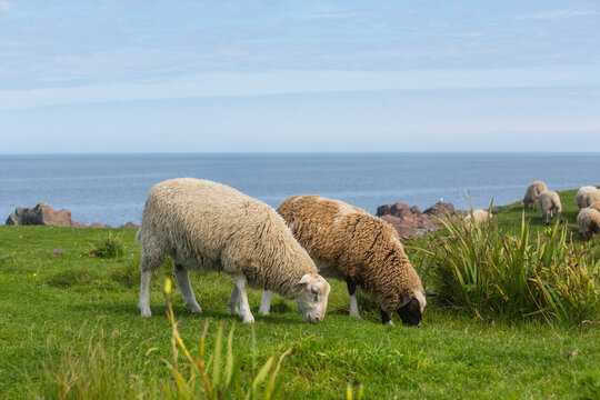 Sheep in Canada