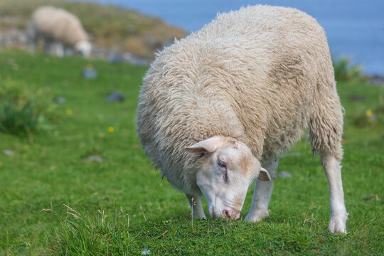 Sheep in Canada