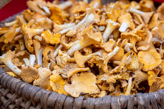 Wicker basket full of freshly picked chanterelle mushrooms, also known as girolles or golden chanterelles