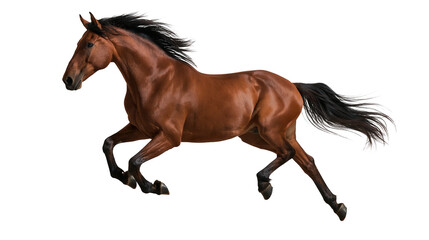 Galloping brown horse with black mane and tail in motion © Motruc