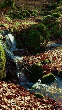 Beginning of a Mountain River with Pure, Clear Water Flowing Between Dry Leaves