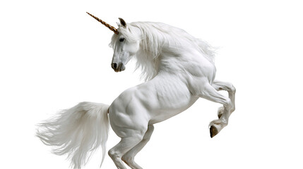 Majestic white unicorn with a golden horn rearing up on hind legs © Motruc