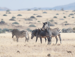 Fototapeta premium Mountain Zebra in Damaraland, Namibia, Africa