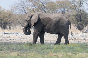 African Elephant eating in Etosha National Park, Namibia, Africa © dvlcom