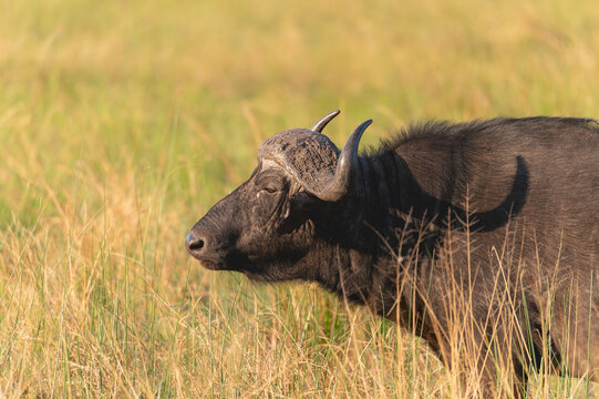 African buffalo - Water Buffalo by the Khwai River, Botswana, Africa