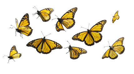 Group of orange and black monarch butterflies in various flight positions © Motruc