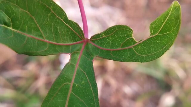 Dark green cassava leaf with pink veins and petiole