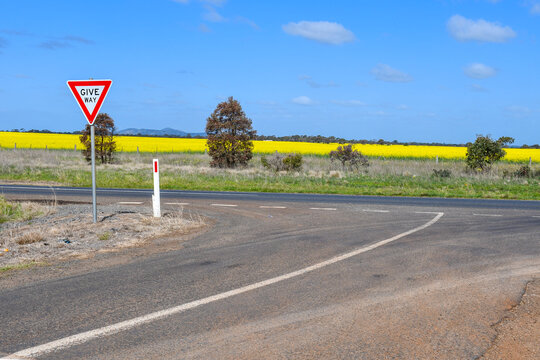 rural road in the countryside with t intersection and give way sign and yellow flowering canola fields in spring