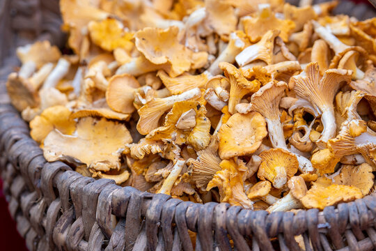 Wicker basket full of freshly picked chanterelle mushrooms, also known as girolles or golden chanterelles