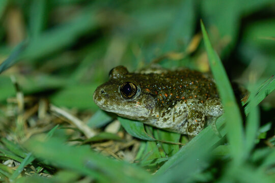Closeup of a midwife toad among the grass