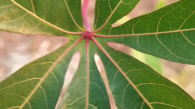 Close-up of a green cassava leaf with dark green lobes, pink veins, and a pink petiole showing a detailed radial leaf pattern.

