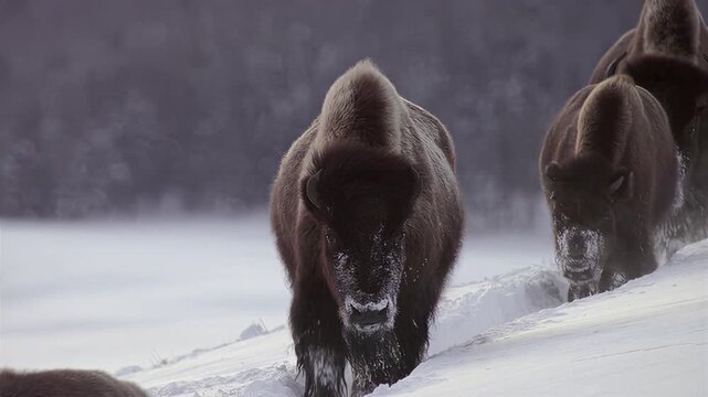Herd of bison walking through deep snow during winter season