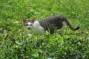 cat on grass © 一个 那你