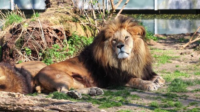 The lion, Panthera leo is one of the four big cats in the genus Panthera and a member of the family Felidae.