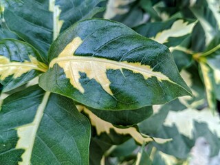 A striking close-up of Graptophyllum pictum (handeuleum) featuring a blend of green and bright creamy-yellow hues along the midrib and edges  the texture of tropical plant foliage.  © Kang bejoo 