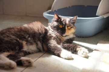 cat on the couch © 一个 那你