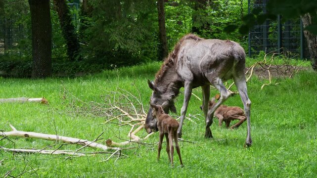 Family of moose or elk, Alces alces is the largest extant species in the deer family. Moose are distinguished by the broad, flat, or palmate antlers of the males.