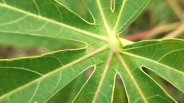 Bright green cassava leaf with pale veins and pink petiole