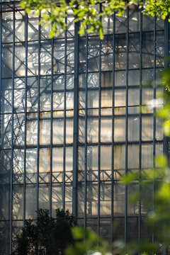 Tall glass facade of palm greenhouse appears between leafy branches, with tropical vegetation visible behind geometric metal framework and multiple weathered translucent window panels in daylight.