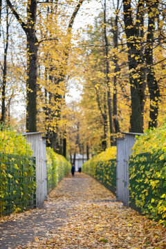 Leaf-covered walkway leads through open metal gate between trimmed hedges in Summer Garden, Saint Petersburg. Tall trees with yellow foliage line public pathway during late autumn seasonal change.