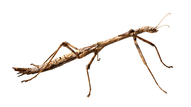 Brown stick insect with textured bark-like body and long thin legs